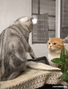 两只英短猫打架，结果大橘被“按头杀”制服，喵：我被封印住了