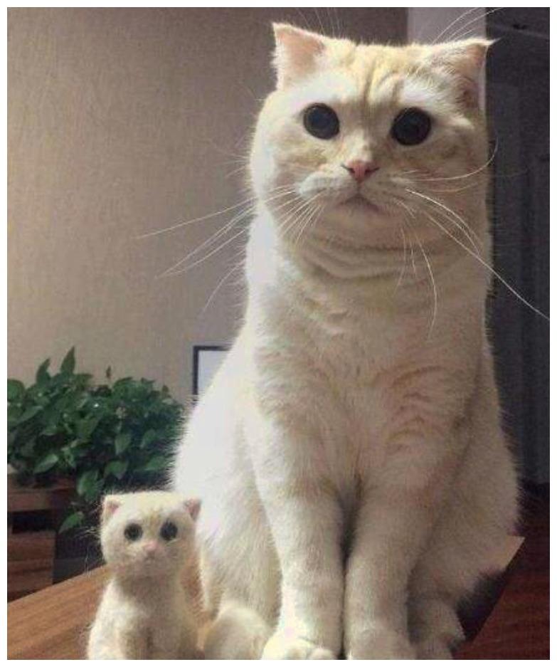 主人用猫毛定制手办, 猫咪一看成品怀疑自己: 我没私生子哈!