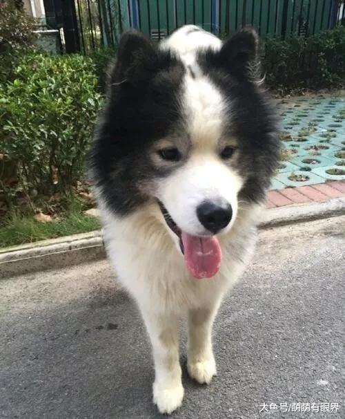 完犊子！萨摩耶和边牧的爱情结晶“萨摩牧”，小小年纪又秃又渣，真像个挖煤的