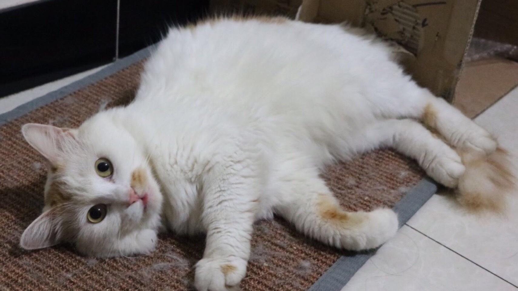 年老的猫咪总是犯错, 别指责它了, 它可能得了“老年痴呆症”!