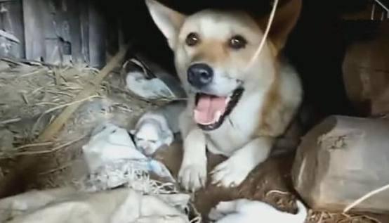 老汉发现家里最近常有狗叫声，去柴房一看，不淡定了