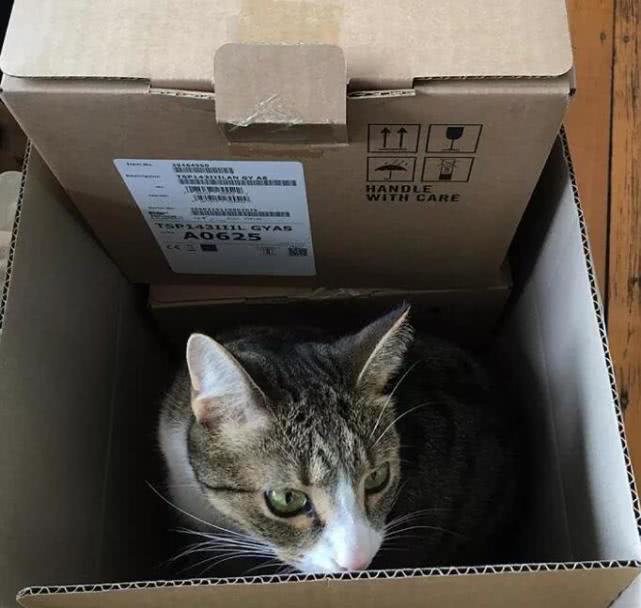 养猫我们日常必需品（用品）有哪些呢？