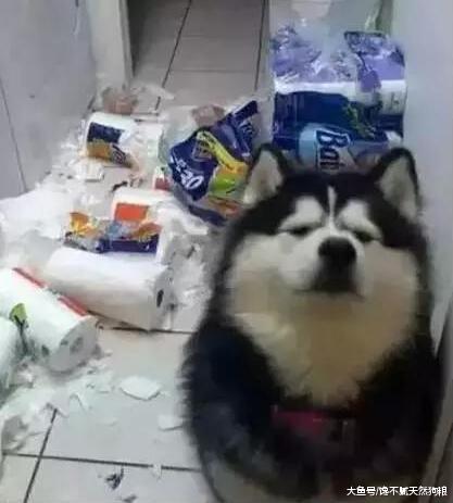 这5样东西，狗狗最喜欢破坏了，家里有的可要把它藏好了！