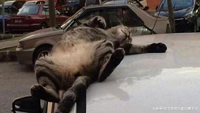 车主看到有猫睡在车顶上，姿势古怪，愣是没敢叫醒猫咪