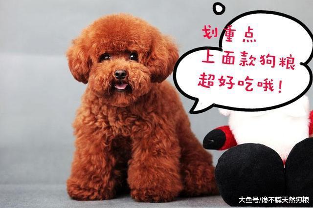 泰迪犬害怕這5類人，你是其中之一，可能會咬你！