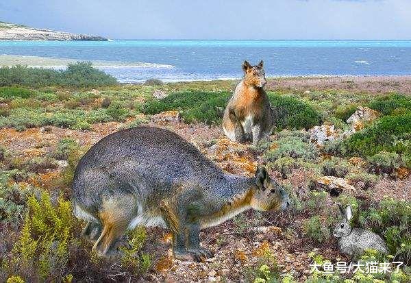 地球史上最大的兔子，肥嘟嘟的不能跳，一只就足够猞猁吃3天