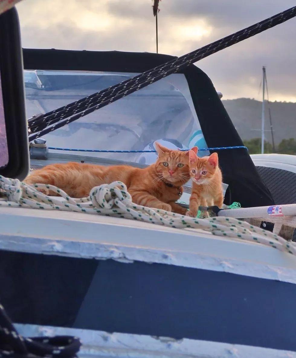 主人出海旅游救了只小奶猫, 家里橘猫懵了: 这是我的儿子吗?