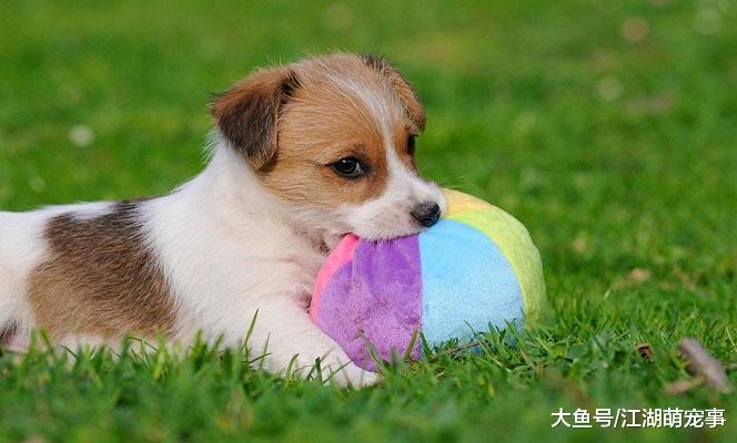 养狗以后变成了话痨，经常说下面这几句话