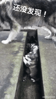 二哈当了妈，结果还整天“发呆”，娃都掉地上了却浑然不知