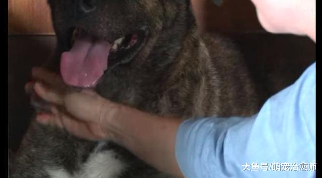 狗狗被老奶奶领养后，5年时间都没让她抚摸过，曾经被伤害太深！