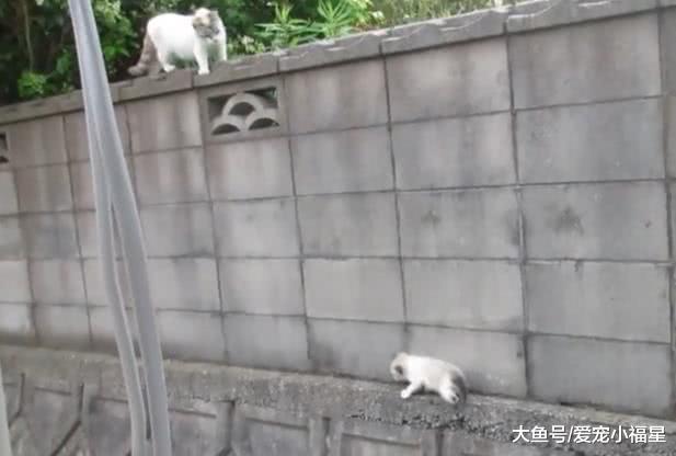 猫妈妈带着小猫翻墙, 小猫表示无能为力, 猫妈妈心凉了!