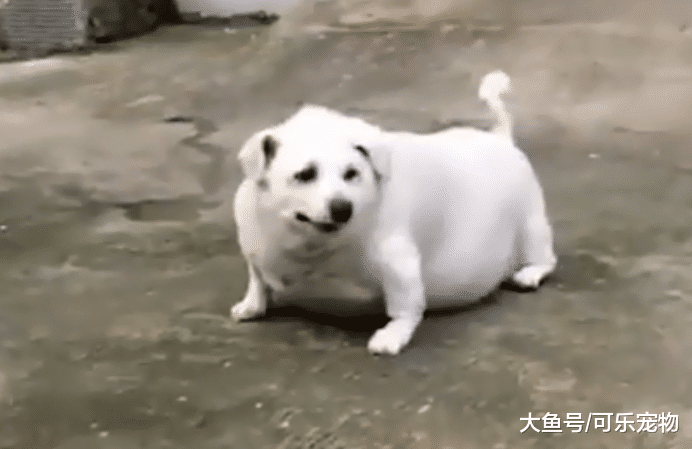 主人给狗买烤鸭吃，结果狗胖的快走不动了，网友：这猪瘦的像只狗