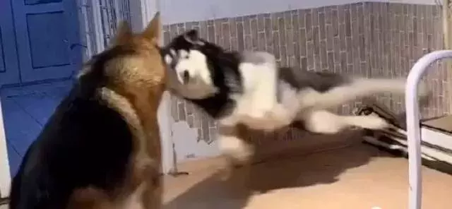 二哈犯傻把德牧吓一跳，二哈：这是无影脚，德牧：这怕不是个傻子