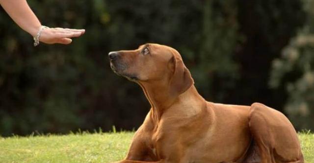 让狗狗对你“服服帖帖”的5个高招，它会死心塌地的服从你！