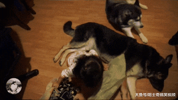 小主人非要跟德牧睡一起，结果二哈扎心了，谁更有安全感？