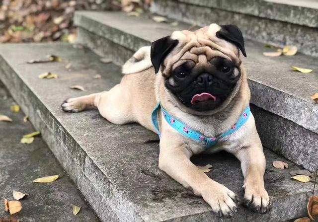 狗狗用爪习惯也有差异,右边冷静左边温柔,那左右混用是什么?