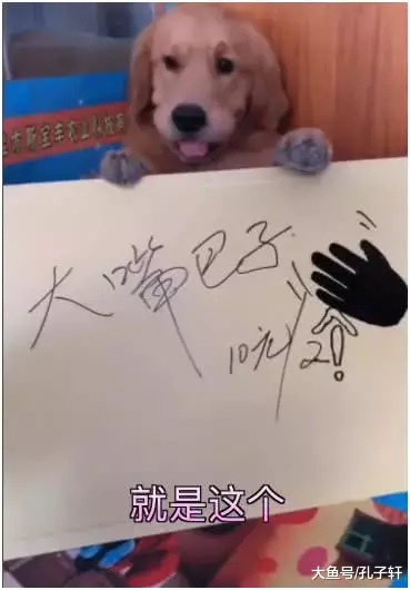 金毛想为妈妈买点补品，去外面摆摊做生意，只是这种生意真不好做