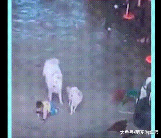 小主人在欺负小狗，萨摩耶妈妈看到后过去把他给撞倒了，好解气！