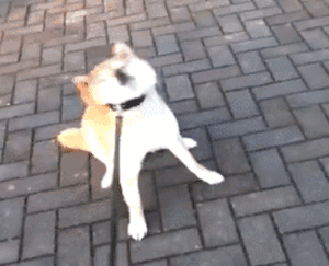 你家狗，是什么大学毕业的？