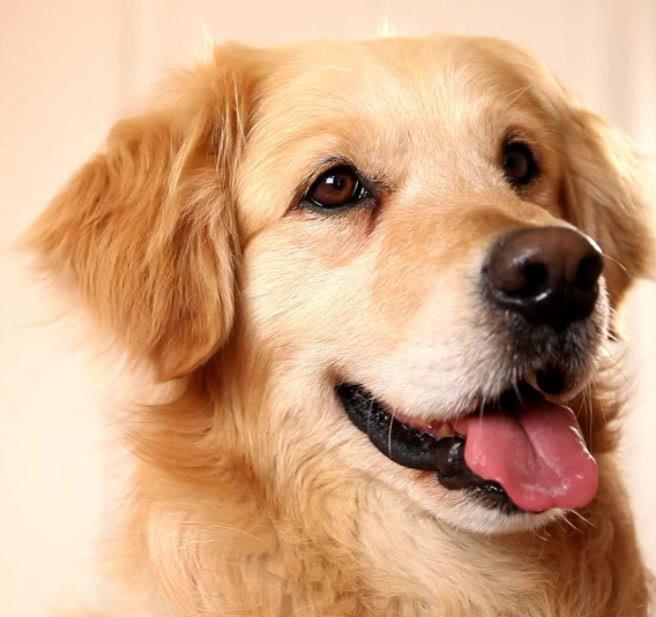 為什么大型犬壽命一般比小型犬短？影響狗狗壽命的因素有哪些呢