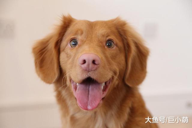 养什么狗狗开销最大？看看以下8种，你家的狗狗在这其中吗