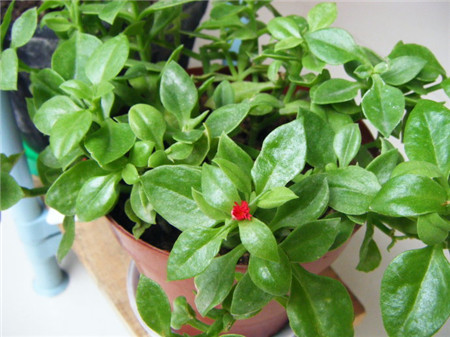 牡丹吊兰的养殖方法和注意事项有哪些，这里知道来看看吧