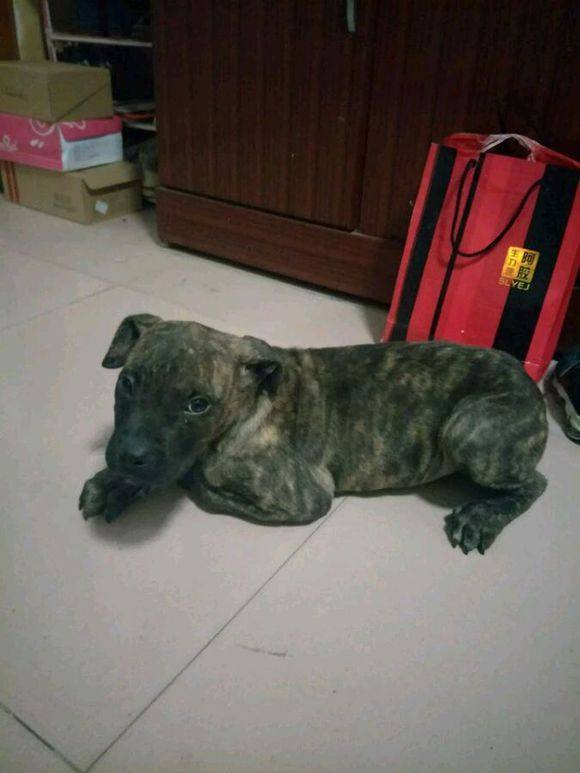 狗市上淘到的宝贝，老板说不清楚啥品种，大家都说没见过这样的狗