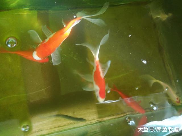 為什么說這些小金魚的飼養難度，會大于七彩神仙魚！