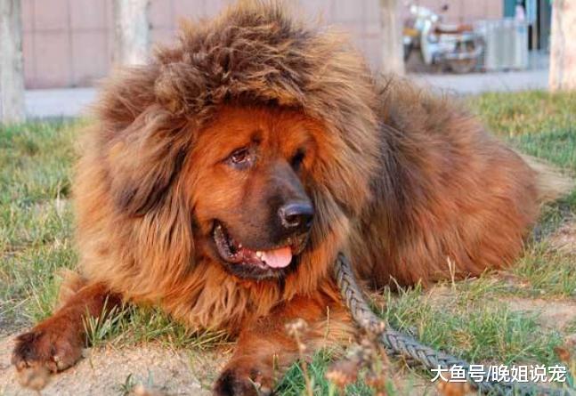 世界上有名气的狗狗，藏獒排第五，每个价格都很昂贵