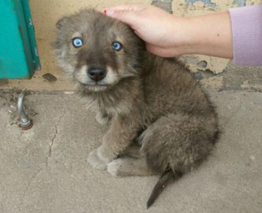 在山里捡了一条流浪狗，人们纷纷出高价想购买