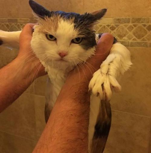 猫咪超讨厌的5个动作，铲屎官们千万别这样