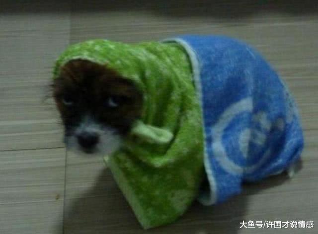 好心人在路边捡回一只流浪狗，洗完澡后，老公：这是狗吗？