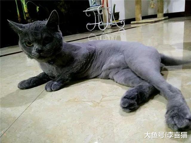 剪毛并不存在美毛功效，主人为提高爱宠毛发质量，还需从三点出发