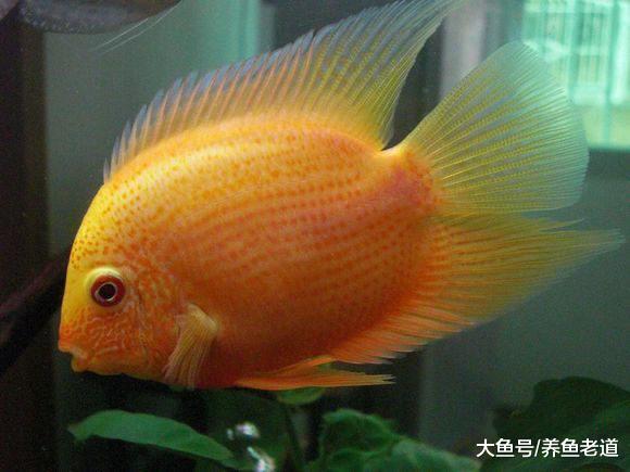 我能用的简易鱼缸上滤系统养鱼, 为什么鱼友就不能用?