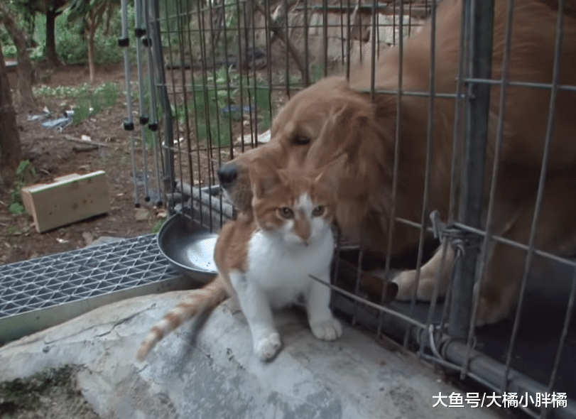 橘猫喜欢调皮金毛，可金毛总是“欺负”它，它的反应太不像猫了