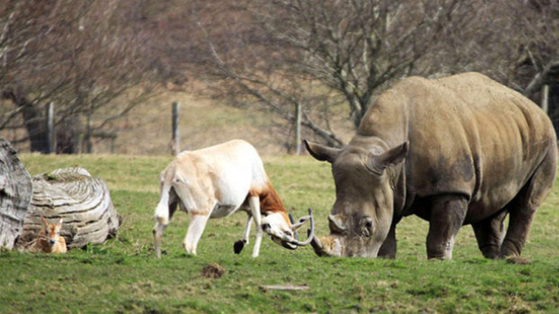 犀牛发狂冲向羚羊母子，游客不忍看，故事的结局被暖哭