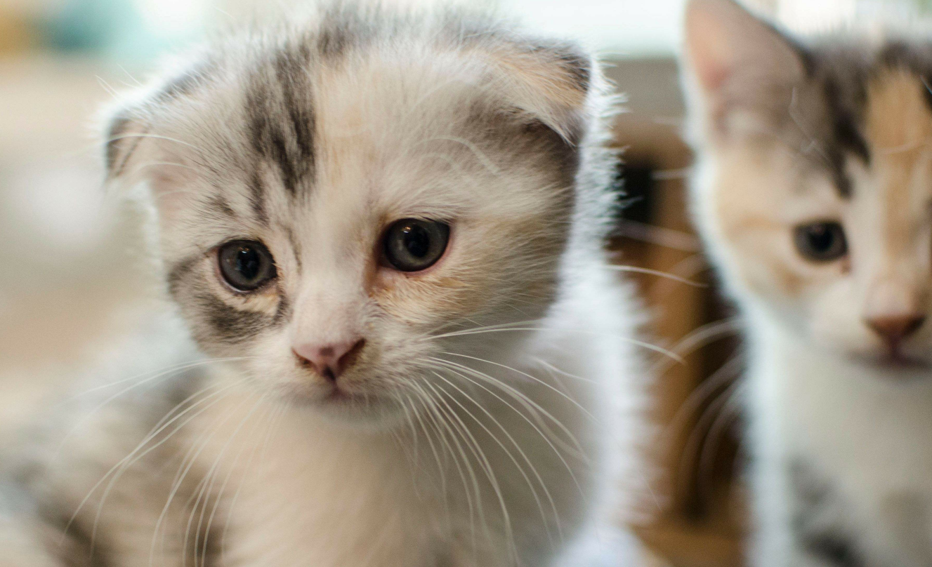 宠物垃圾箱基础知识