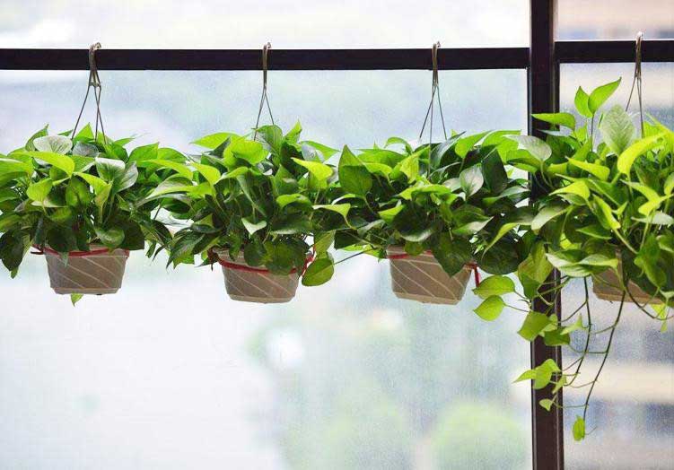 清除甲醛的方法那么多，那种可以有效的清除甲醛