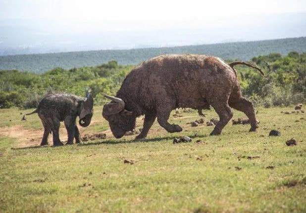 小象被水牛一脑袋顶飞, 随后象群来报仇, 水牛这次玩大发了!