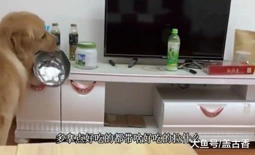 要來客人金毛激動得不行，聽到要燉狗招待客人后，舉動笑噴鏟屎官