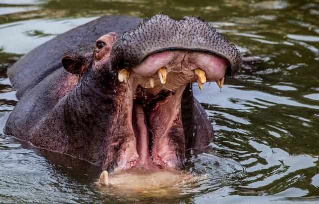 野生動物戰斗力排行榜，獅子老虎都靠邊站，第一名簡直天下無敵！