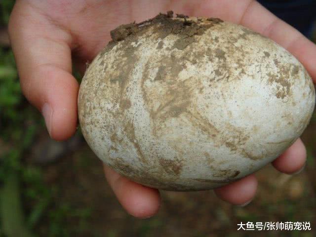 老汉野外捡到个蛋，带回去让母鸡抚养，生出来后把他给吓坏了！