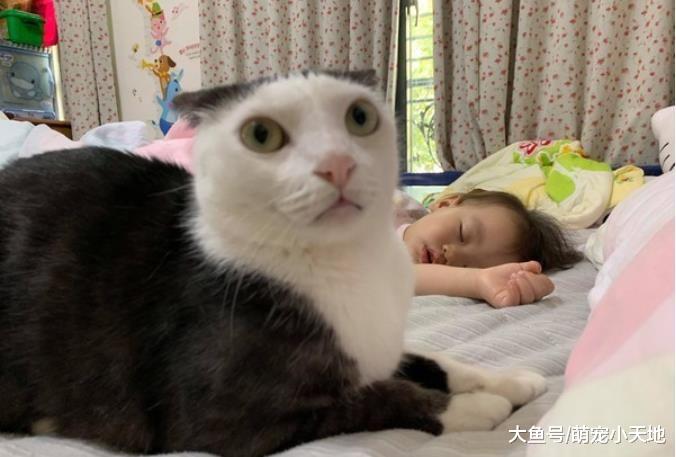 女儿与猫咪大打出手后挂彩！爸爸问谁乖，小奴才心虚低头