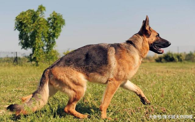 忠诚的狗狗，不会无缘无故咬主人，除非这5个原因