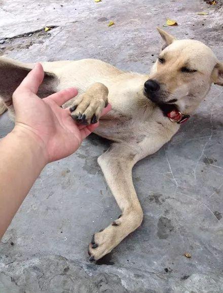 他退伍后, 还打包了一条狗...