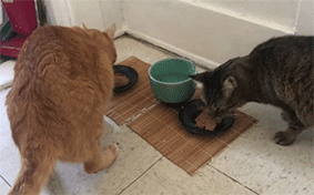 带了二喵回家，结果大喵被气病了！这些准备你做足了吗？