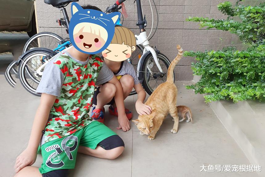 早上打开门，门口出现6只橘猫！自带吸猫体制是什么感受？