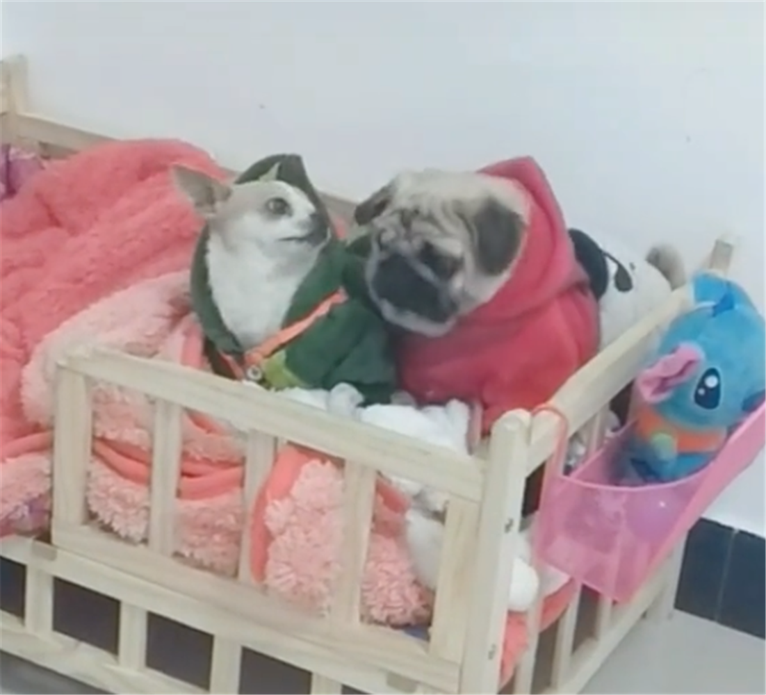 巴哥犬被吉娃娃欺负，气得两腿一蹬晕倒在地，狗：我血压有点高…