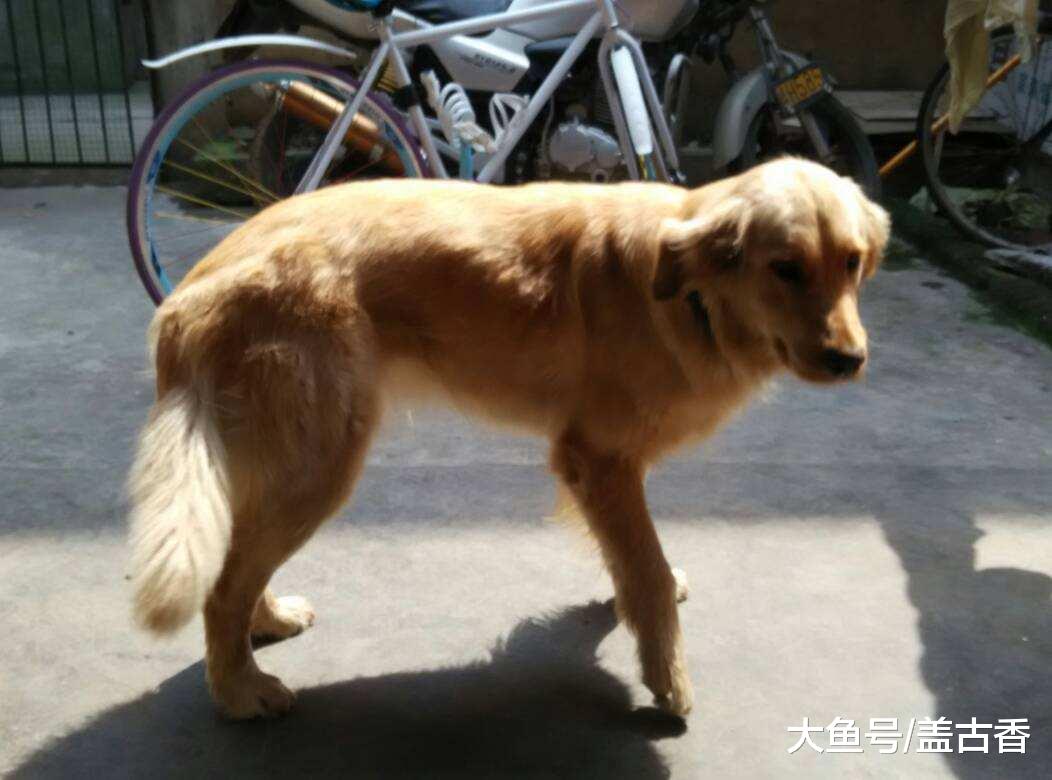 金毛生崽竟生出六只黑狗，主人看到后抓狂：隔壁家藏獒基因真的强大