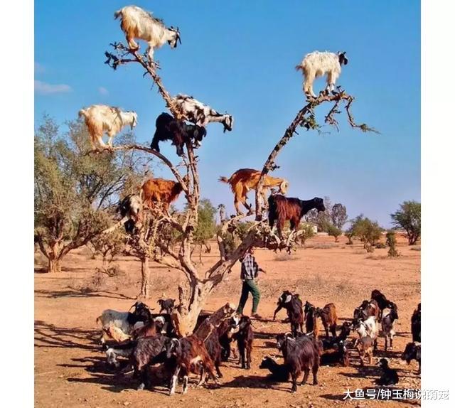 山羊这种生物，当真是牛bility！
